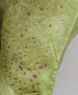 Image of Puccinia vincae (DC.) Berk. 1836