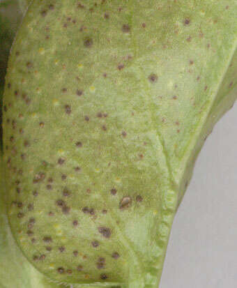 Image of Puccinia vincae (DC.) Berk. 1836