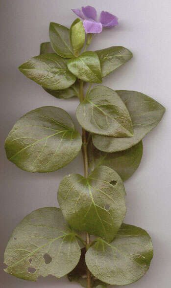 Image of Vinca major subsp. major