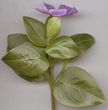 Image of Vinca major subsp. major