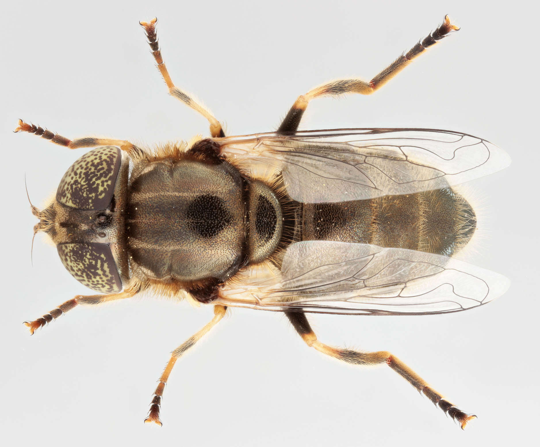 Image de Eristalinus aeneus (Scopoli 1763)