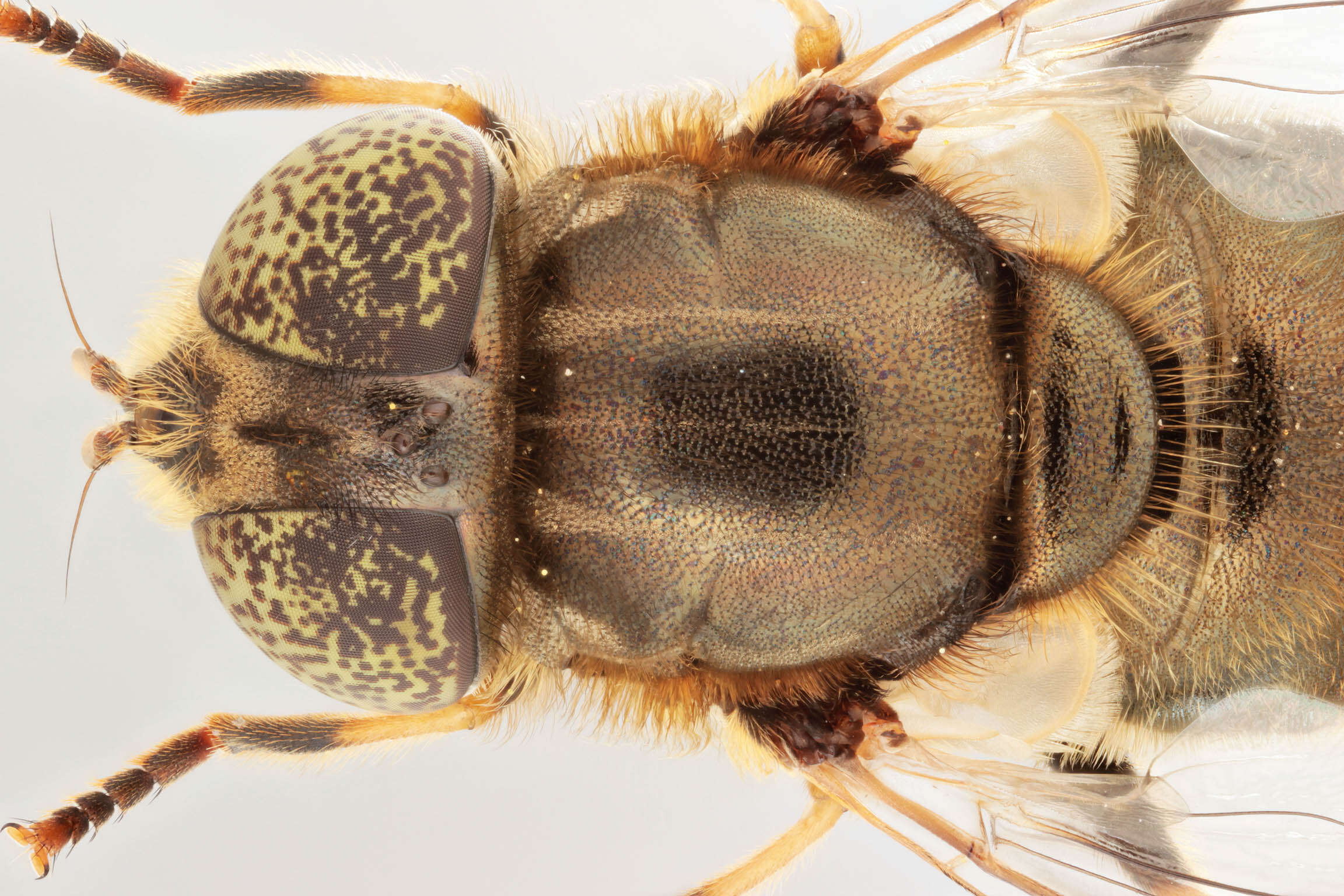 Image de Eristalinus aeneus (Scopoli 1763)