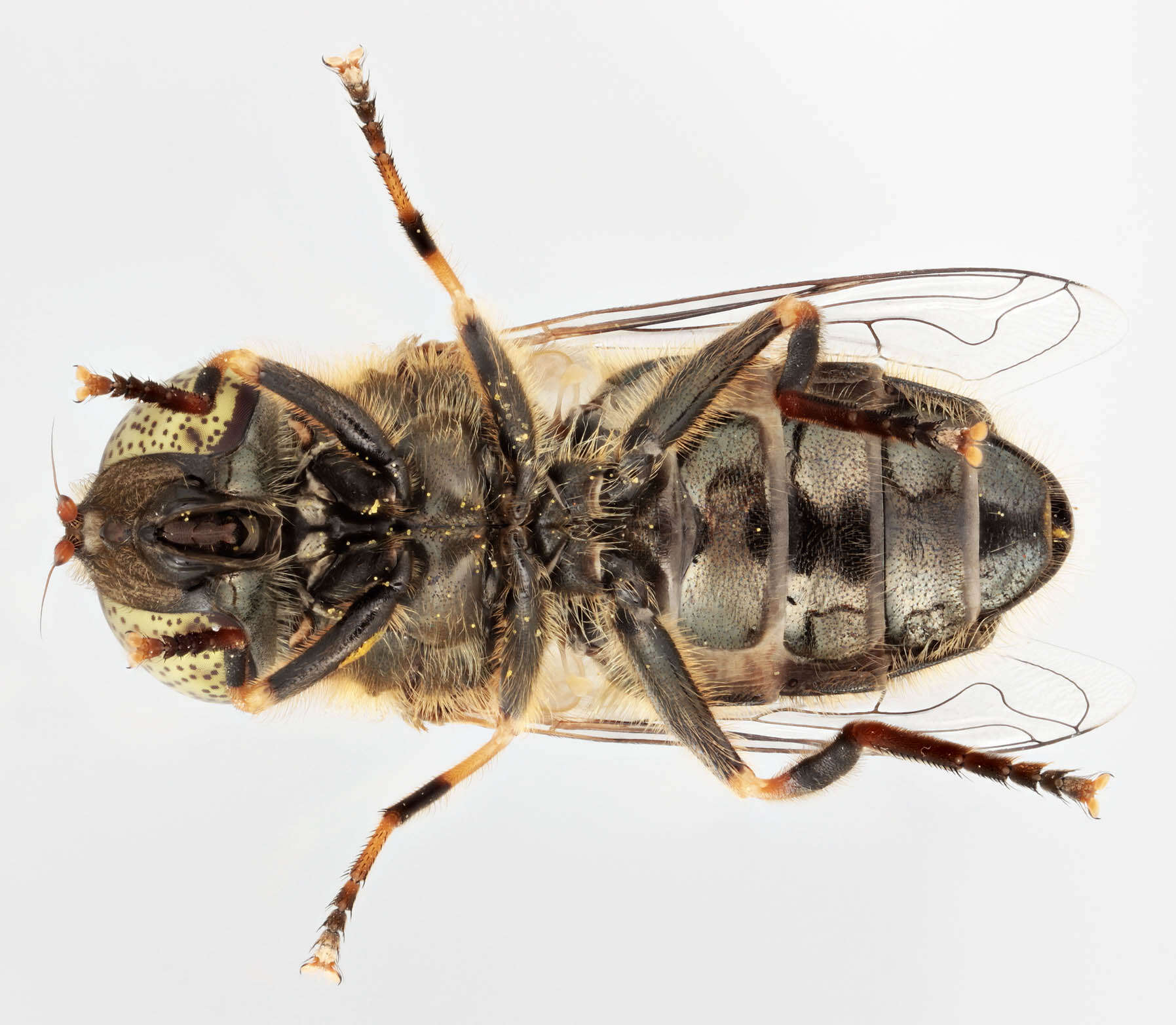 Image de Eristalinus aeneus (Scopoli 1763)