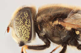 Image de Eristalinus aeneus (Scopoli 1763)