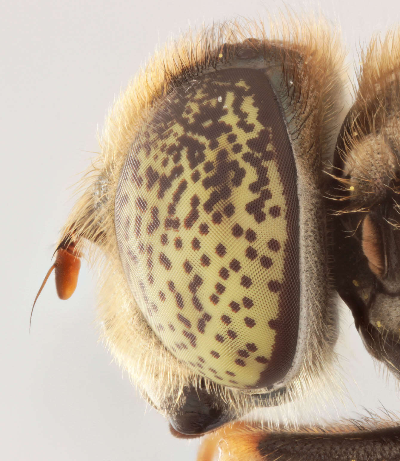 Image de Eristalinus aeneus (Scopoli 1763)