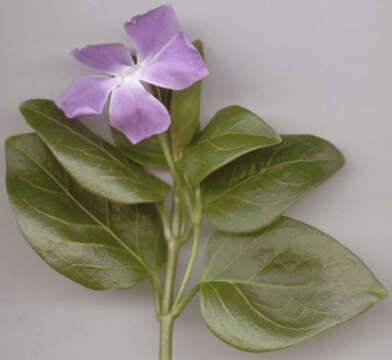 Imagem de Vinca major subsp. major