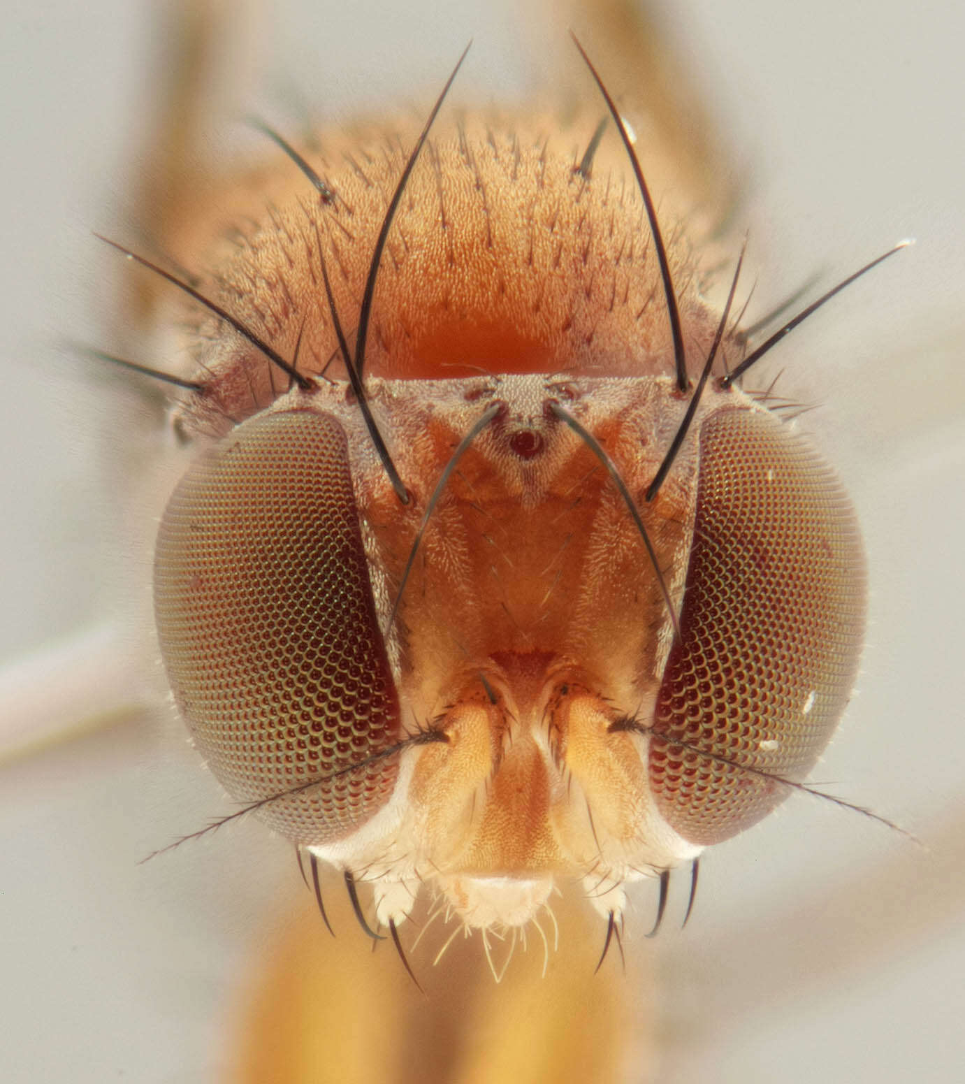 Image de Geomyza tripunctata Fallen 1823