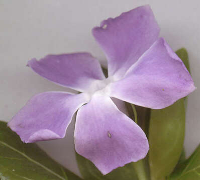 Image of Vinca major subsp. major