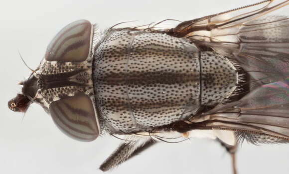 Stomorhina lunata (Fabricius 1805) resmi