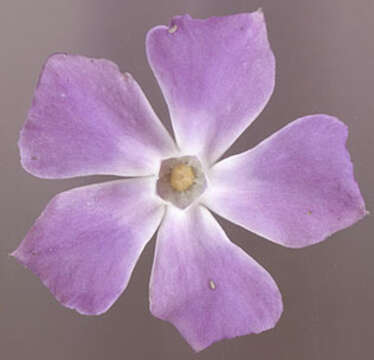 Imagem de Vinca major subsp. major