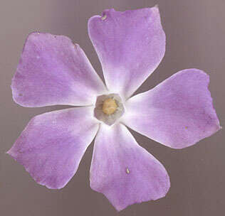 Image of Vinca major subsp. major