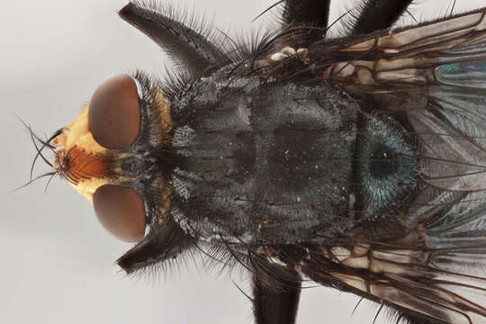 Image of bluebottle blow fly