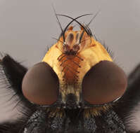 Image of bluebottle blow fly