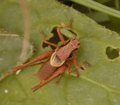 Image of dark bush-cricket