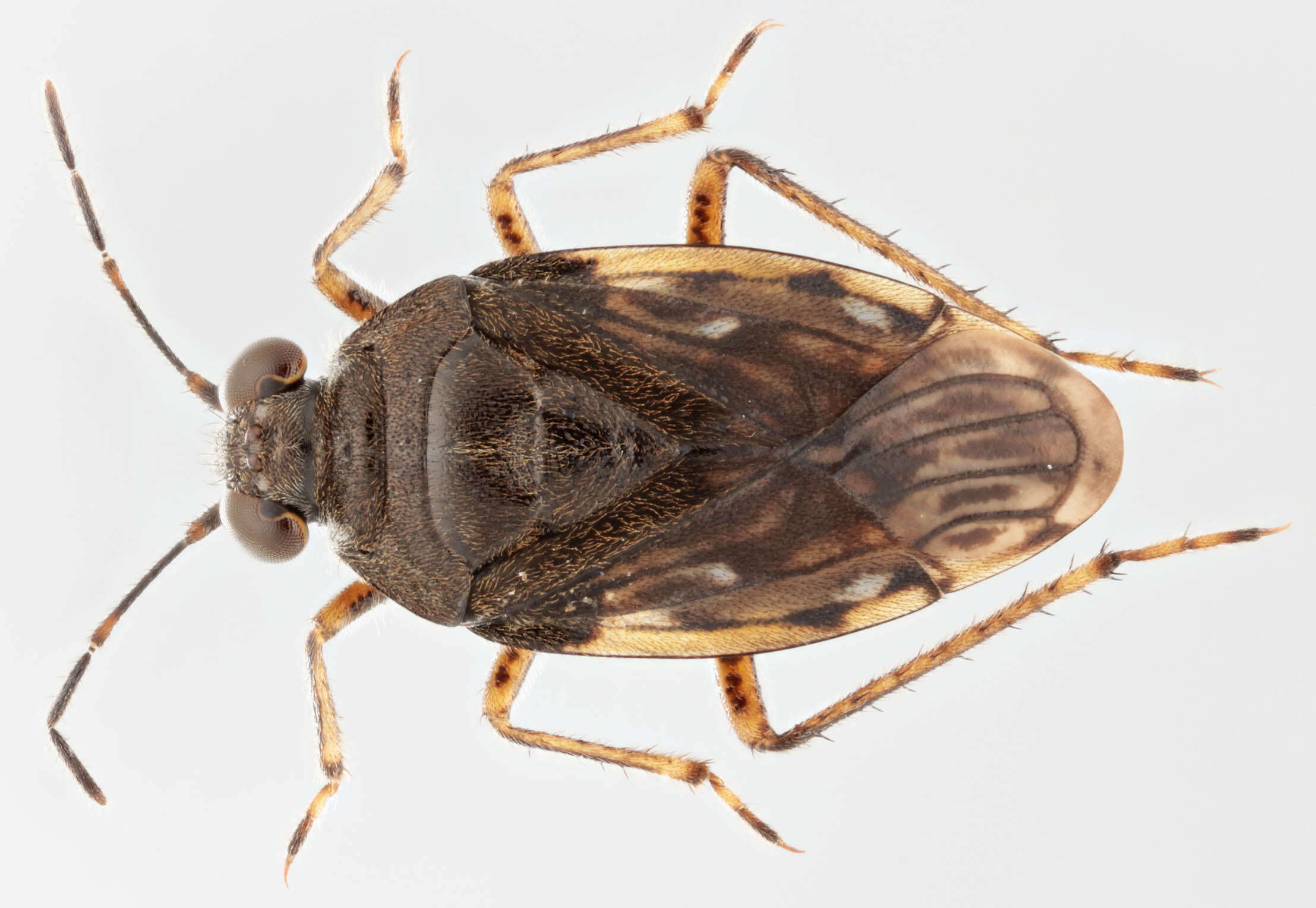 Image of Hemiptera