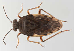 Image of Hemiptera