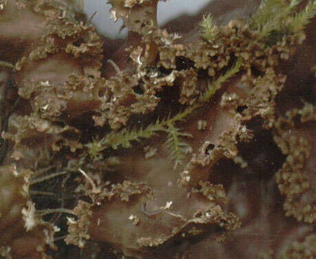 Image of felt lichen