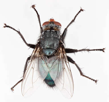 صورة Cynomya mortuorum (Linnaeus 1761)