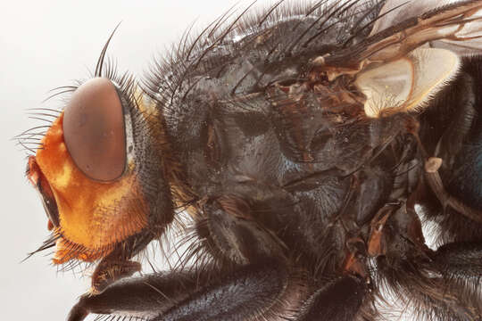 Image of bluebottle blow fly