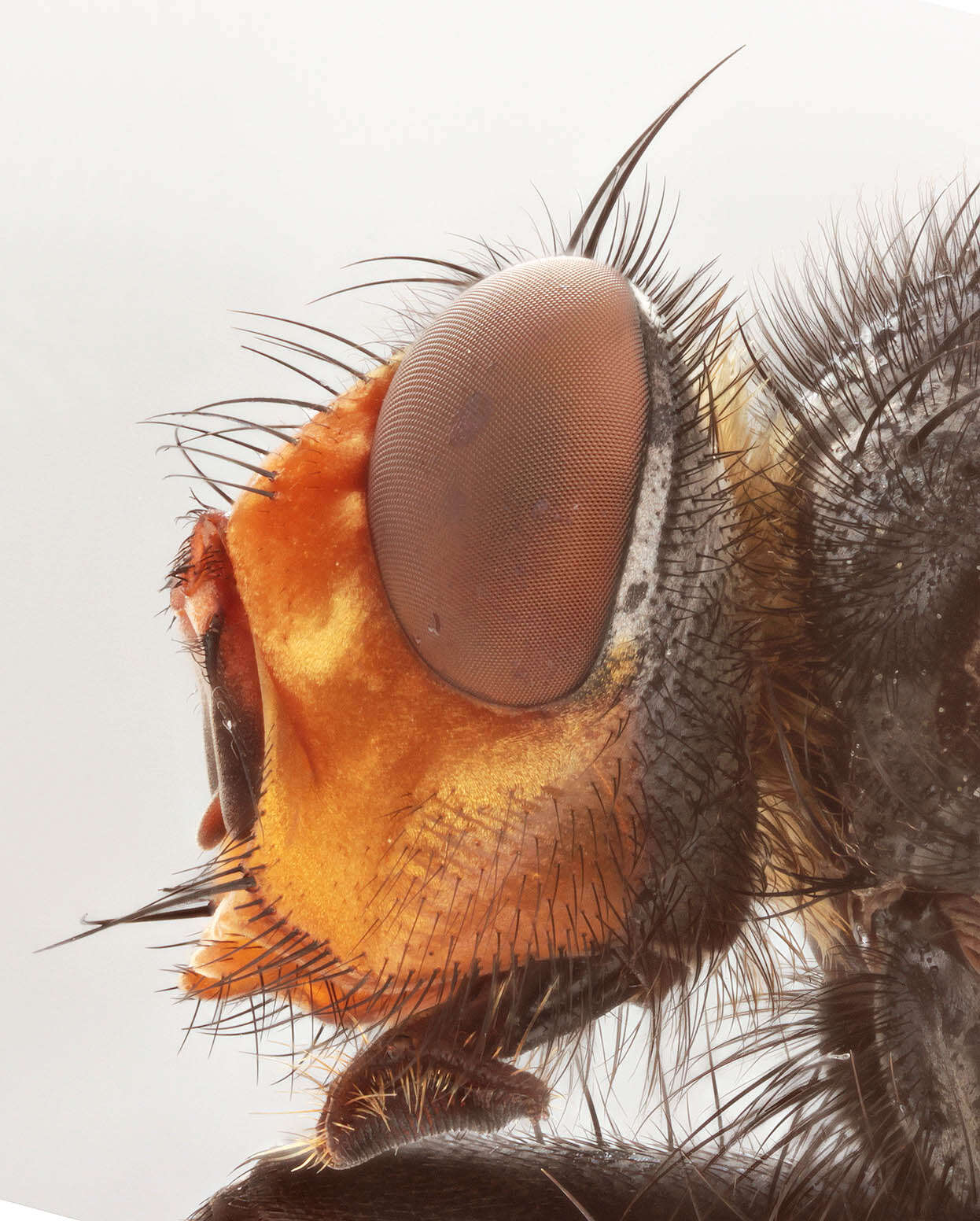 Image of bluebottle blow fly