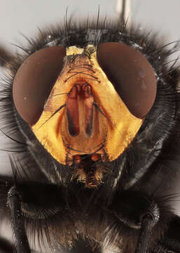 صورة Cynomya mortuorum (Linnaeus 1761)