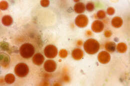 Image of Haematococcus lacustris