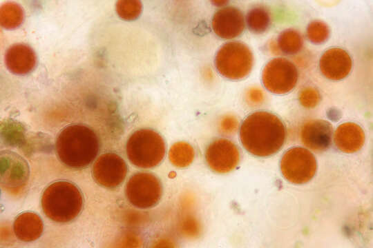 Sivun Haematococcus lacustris kuva