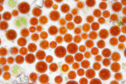 Sivun Haematococcus lacustris kuva