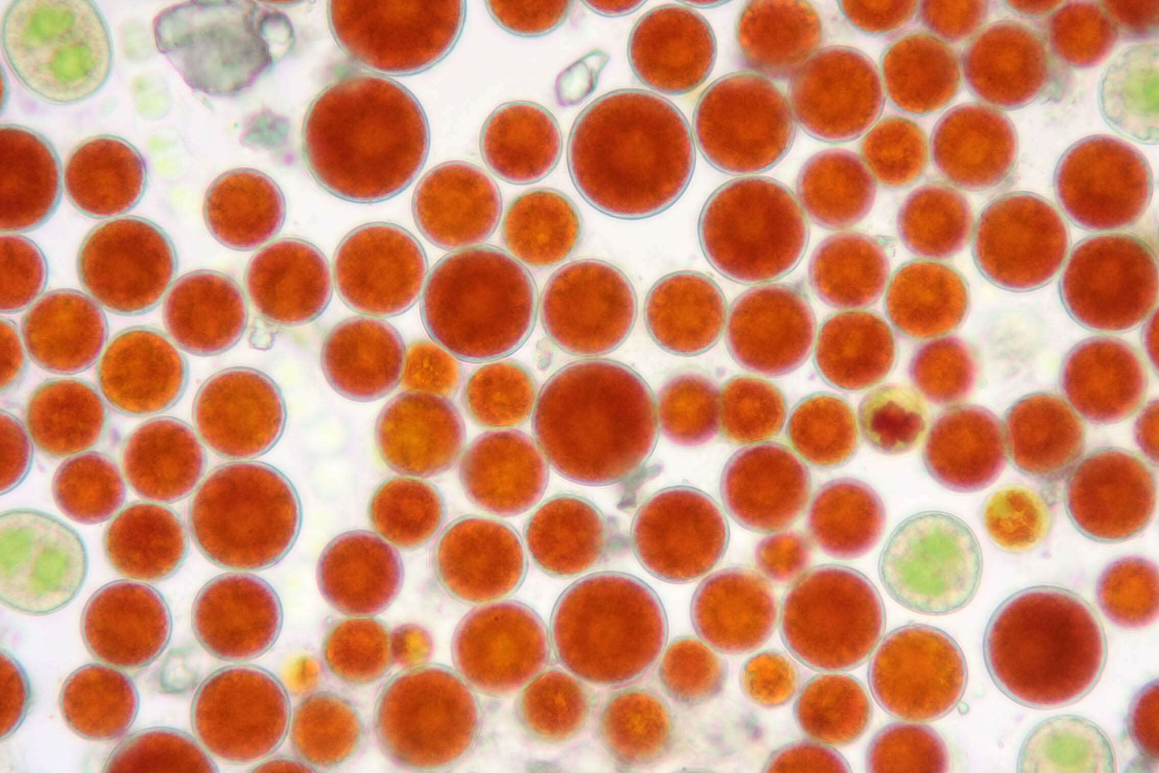 Sivun Haematococcus lacustris kuva