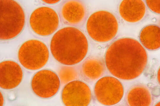 Image of Haematococcus lacustris