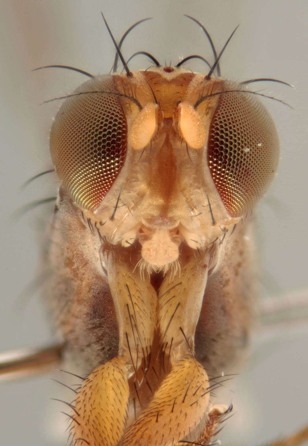 Image de Geomyza tripunctata Fallen 1823