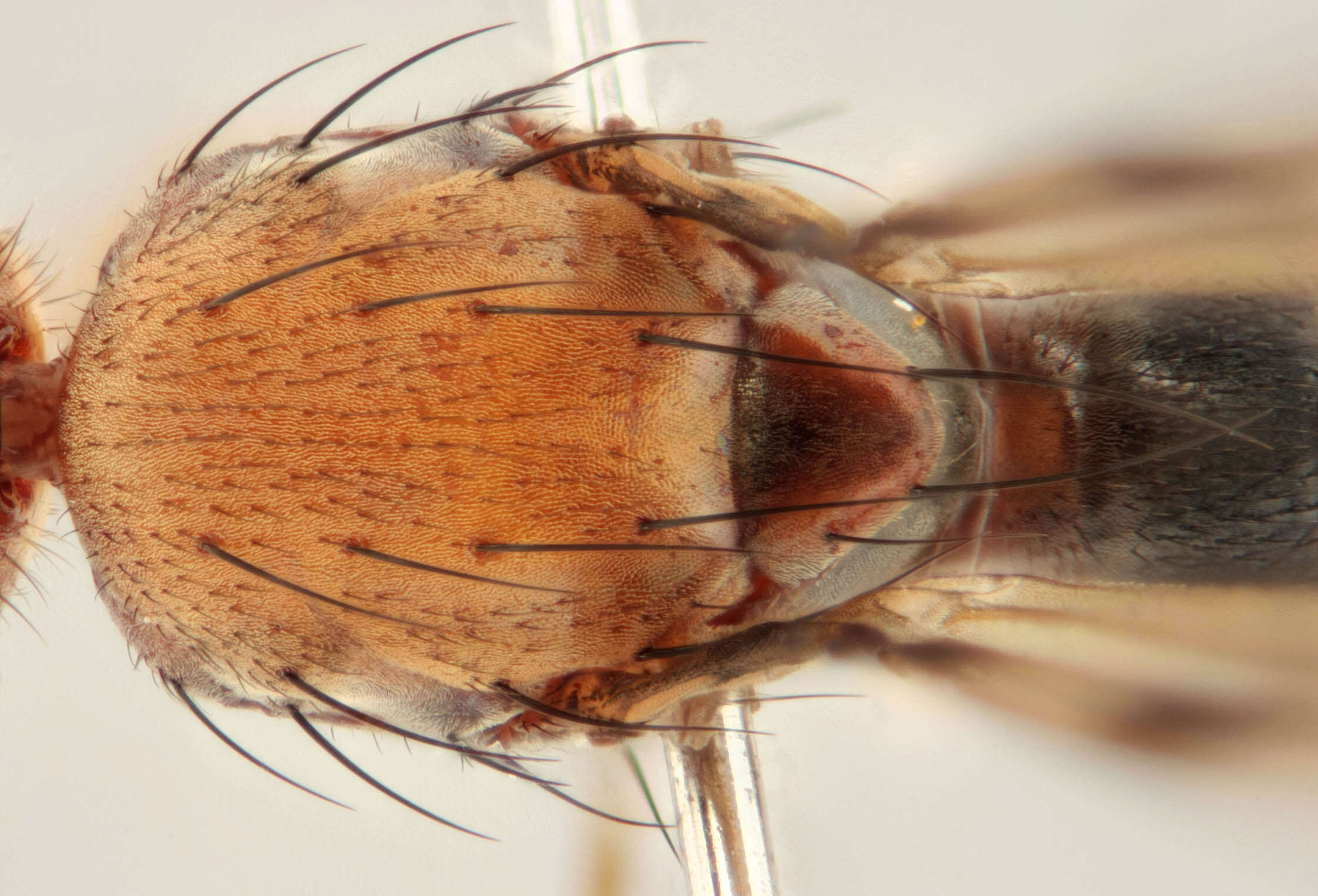 Image de Geomyza tripunctata Fallen 1823