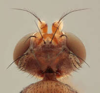 Image de Geomyza tripunctata Fallen 1823