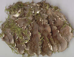 Image of felt lichen