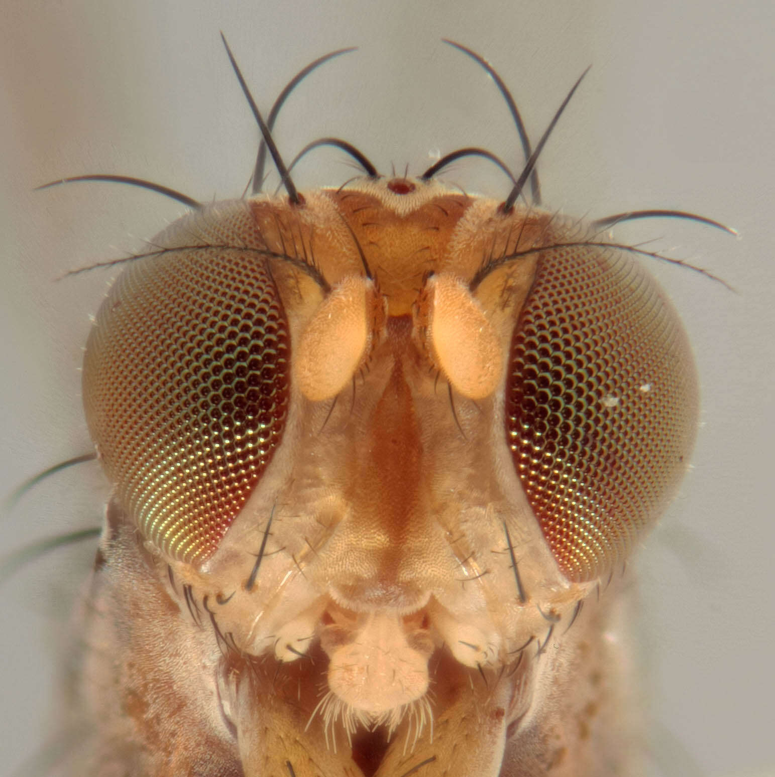 Image de Geomyza tripunctata Fallen 1823