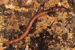 Image de Oligochaeta
