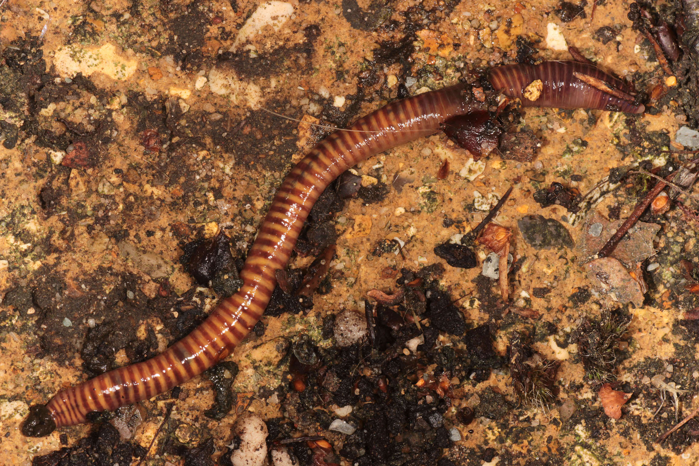 Image de Oligochaeta