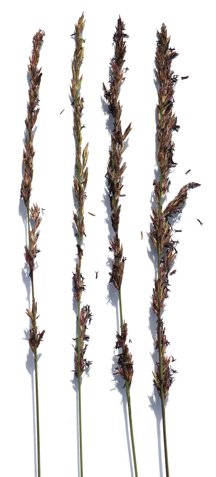 Слика од Molinia caerulea subsp. caerulea