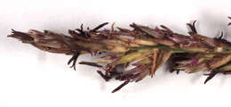 Слика од Molinia caerulea subsp. caerulea