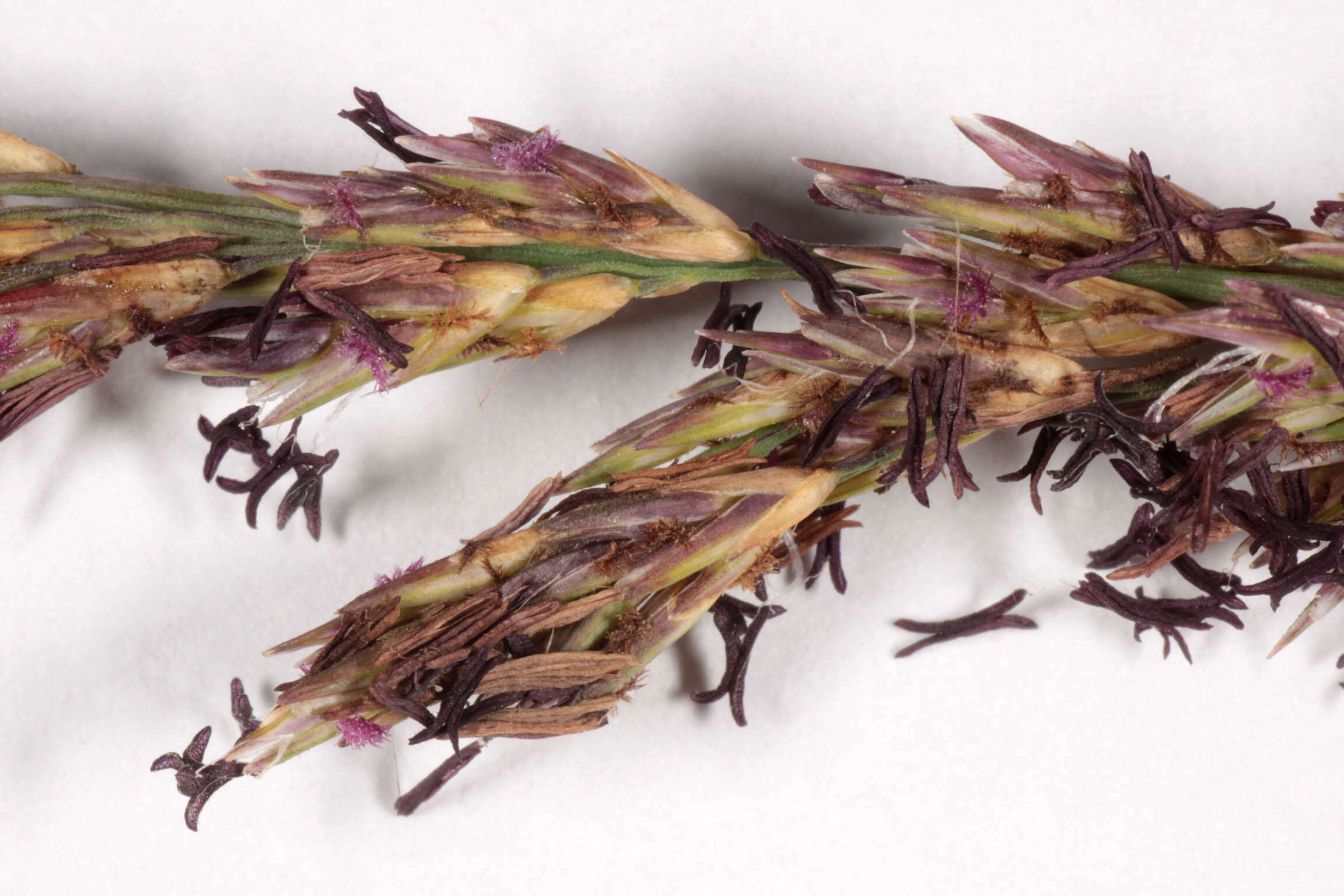 Image of Molinia caerulea subsp. caerulea