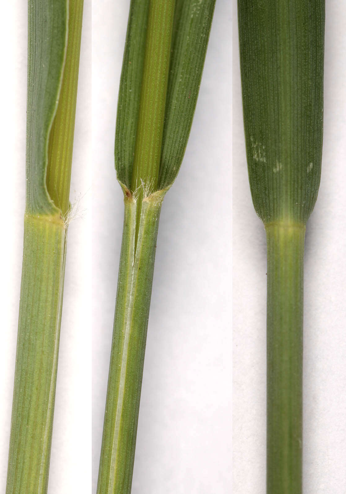 Image of Molinia caerulea subsp. caerulea