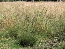 Image of Molinia caerulea subsp. caerulea