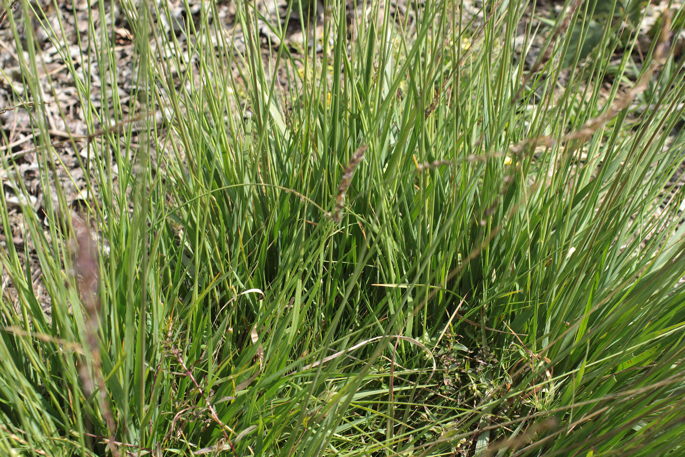 Image of Molinia caerulea subsp. caerulea