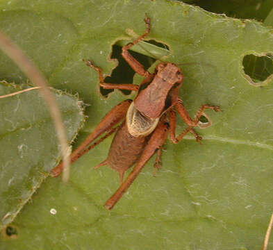 Image of dark bush-cricket