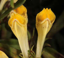 Image of <i>Melampyrum <i>pratense</i></i> subsp. pratense