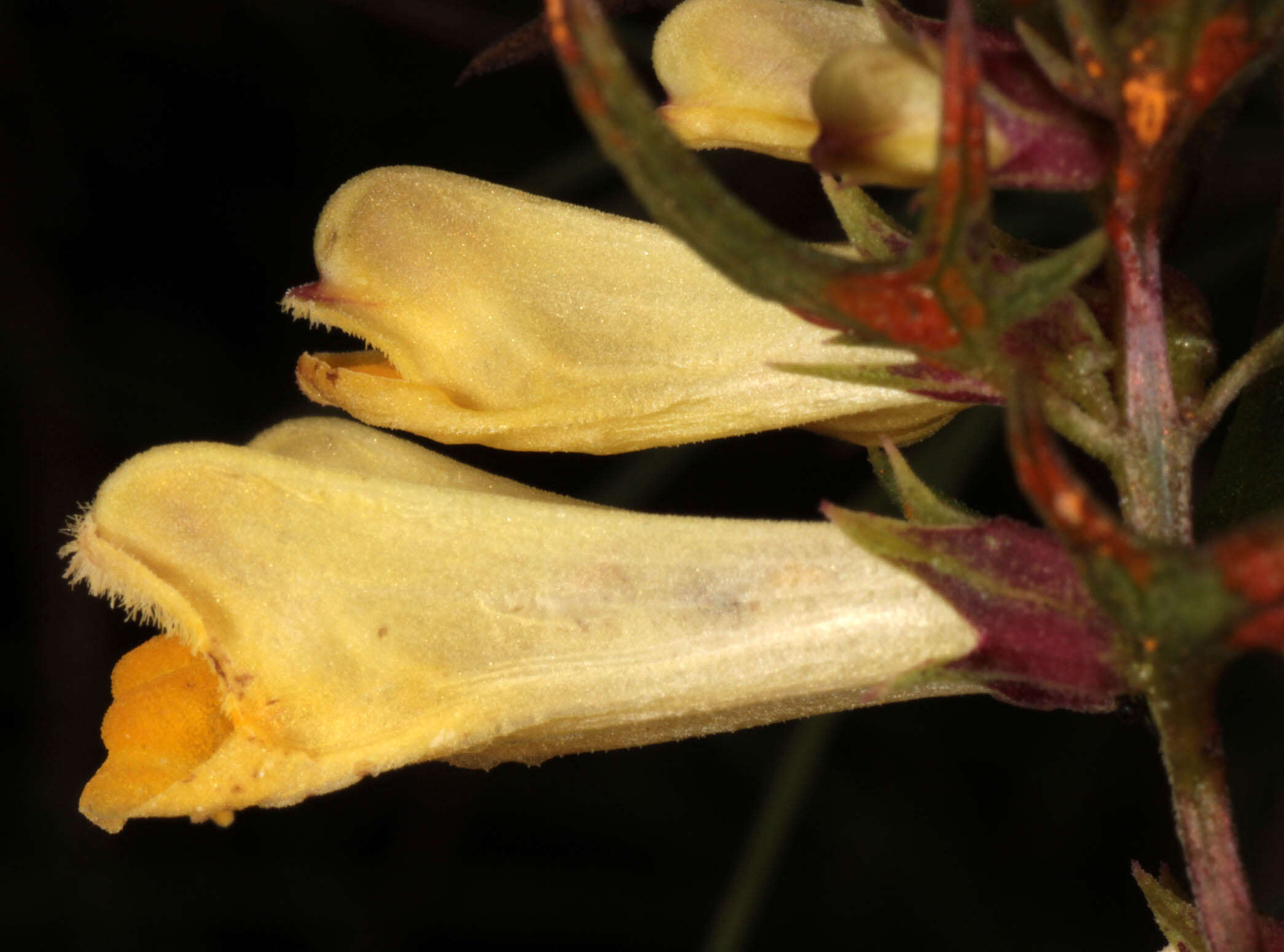 Image of <i>Melampyrum <i>pratense</i></i> subsp. pratense