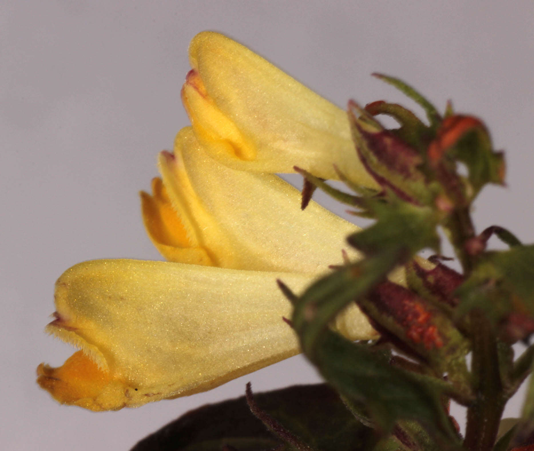 Image of <i>Melampyrum <i>pratense</i></i> subsp. pratense