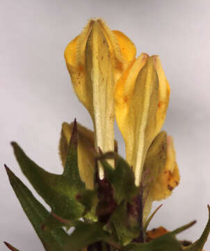 Image of <i>Melampyrum <i>pratense</i></i> subsp. pratense