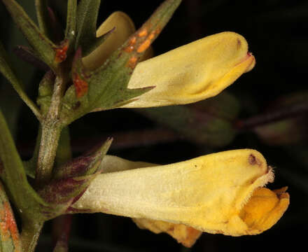 Image de <i>Melampyrum <i>pratense</i></i> subsp. pratense