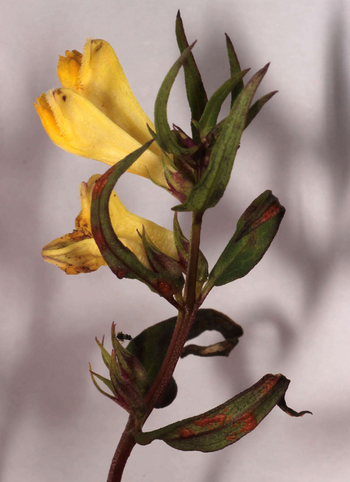 Image de <i>Melampyrum <i>pratense</i></i> subsp. pratense